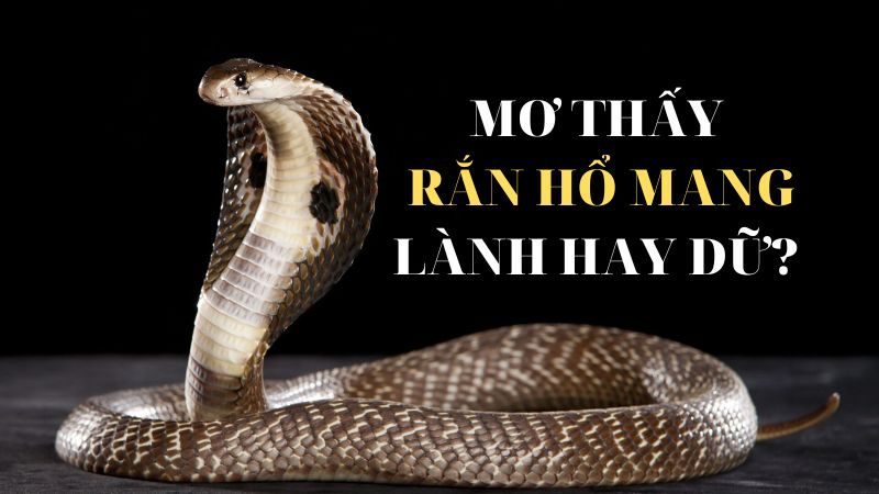 Nằm mơ thấy bị rắn hổ mang cắn